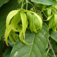 Cananga odorata (Lam.) Hook.f. & Thomson